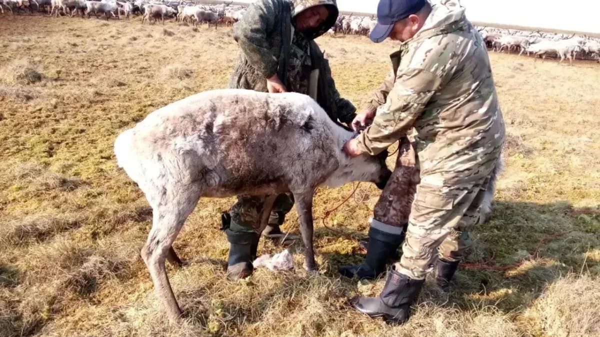 Больше семи тысяч оленей вакцинировали в Самбургской тундре
