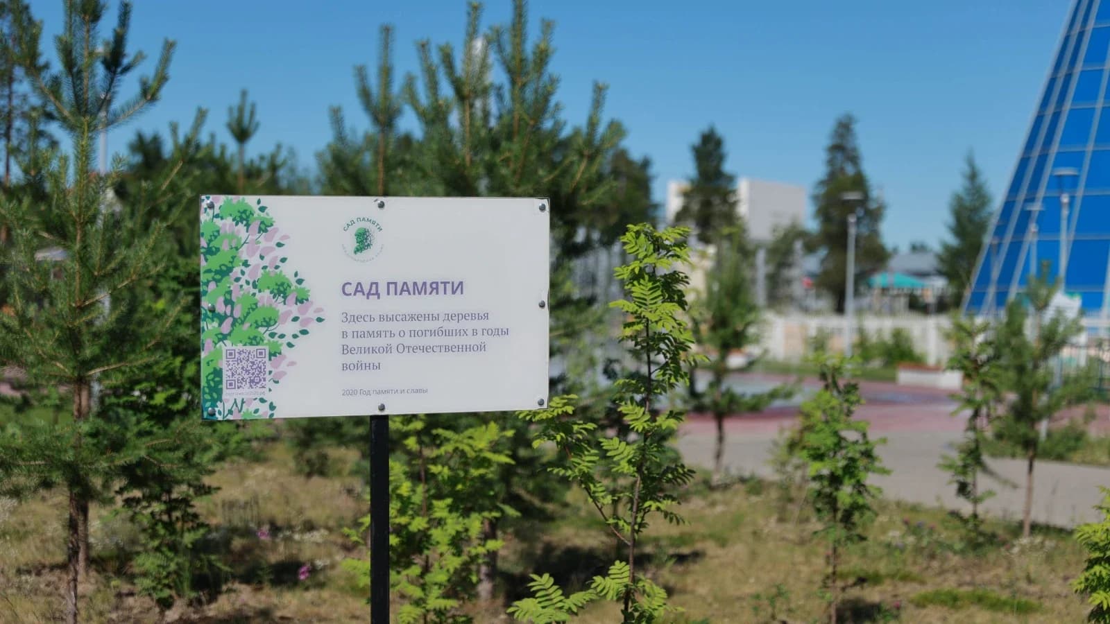 Пуровчане высадили рекордное количество деревьев во время акции «Сад памяти»