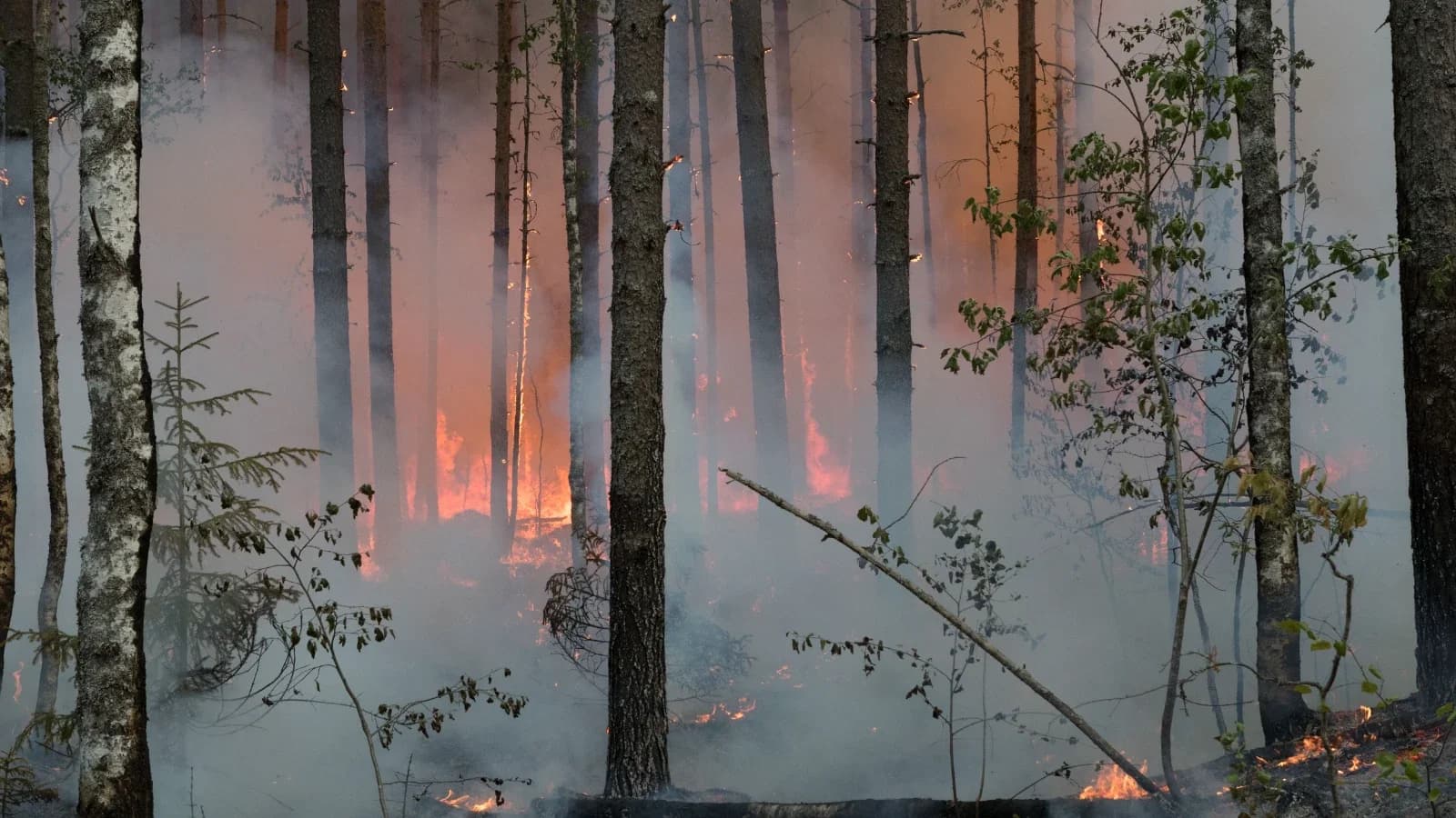 Сотрудники «Ямалспаса» потушили около 100 пожаров в лесах Пуровского района